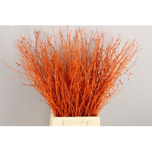 Betula Bs Paint Orange