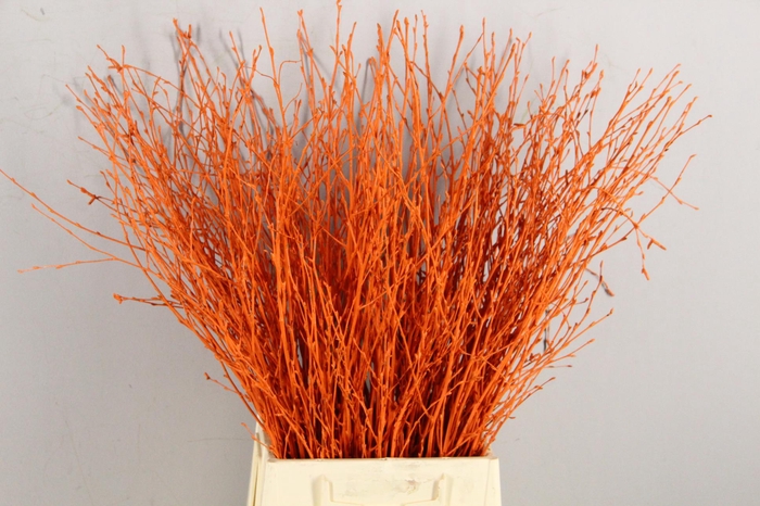 Betula Bs Paint Orange