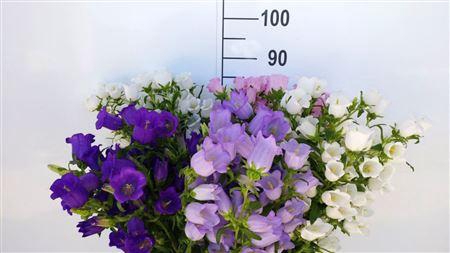 <h4>Campanula Mix Mix</h4>