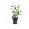 Buddleja Empire Blue