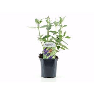 Buddleja Empire Blue