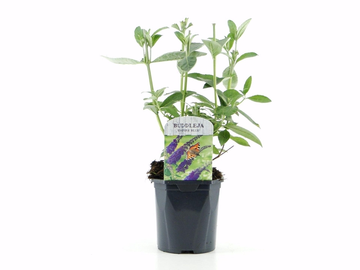 Buddleja Empire Blue