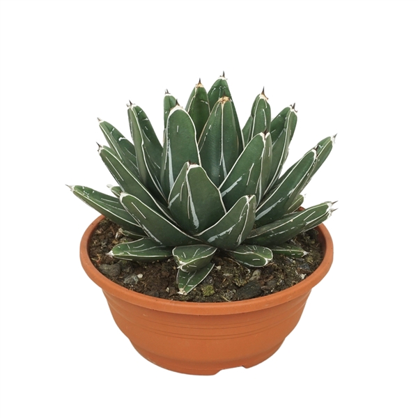 <h4>Agave victoriae reginae 20 cm</h4>