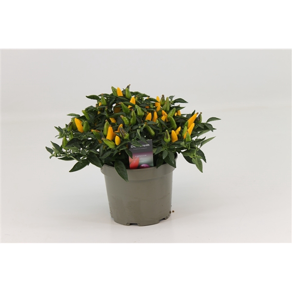 <h4>Capscium Annuum Torero Yellow</h4>