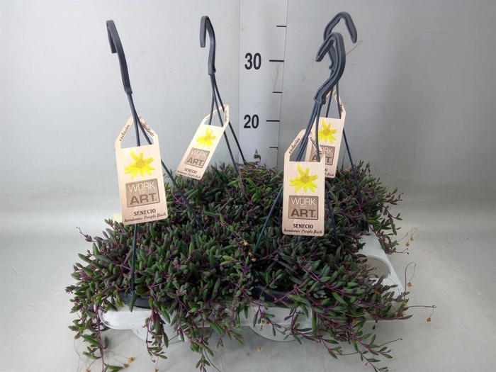 <h4>Senecio   ...</h4>