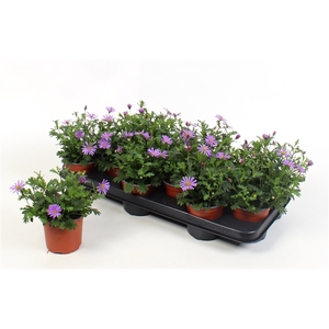 Brachyscome Brasco Violet