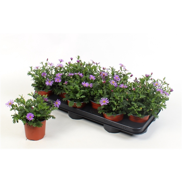 <h4>Brachyscome Brasco Violet</h4>