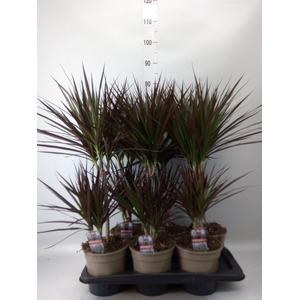 Dracaena marg. 'Magenta'