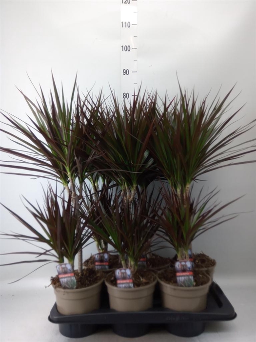 <h4>Dracaena marg. 'Magenta'</h4>