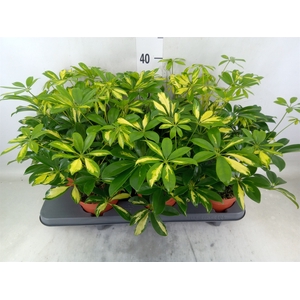 Schefflera arbor. 'Gerda'