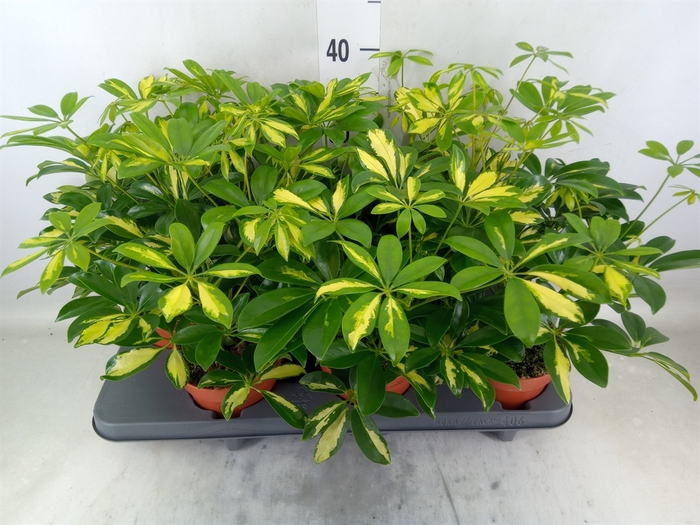 <h4>Schefflera arbor. 'Gerda'</h4>