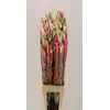 Lisianthus do rosita pink