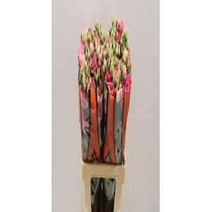Lisianthus do rosita pink
