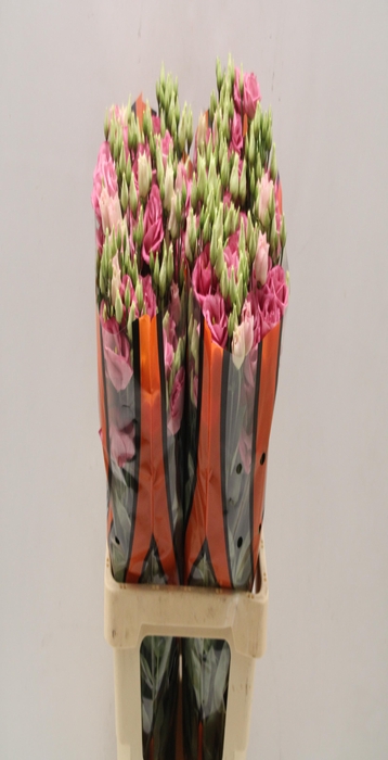 <h4>Lisianthus do rosita pink</h4>