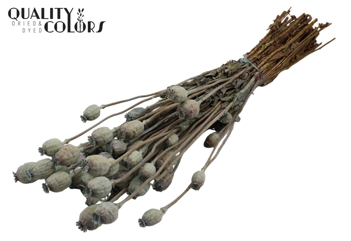 <h4>Papaver per bunch Frosted Light Blue</h4>