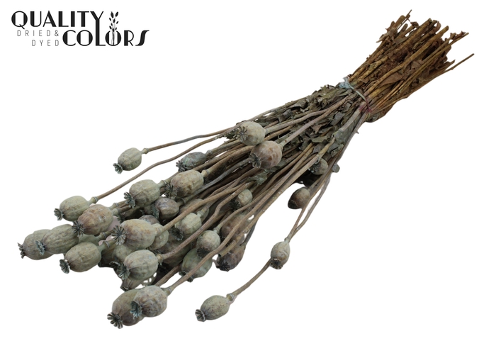<h4>Papaver per bunch Frosted Light Blue</h4>