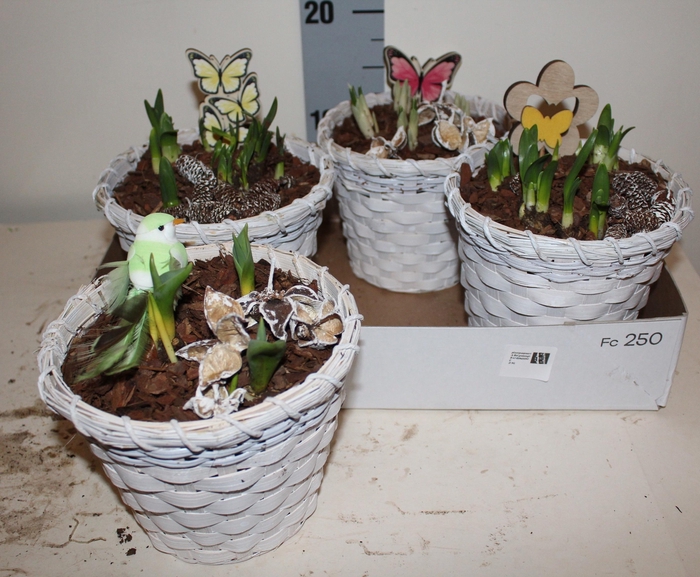 <h4>ARR BOL KNOLGEWAS</h4>