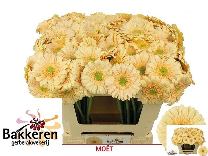 <h4>Ge Mi Moet</h4>