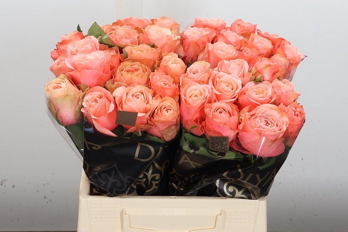 <h4>R Gr Kahala-bb</h4>