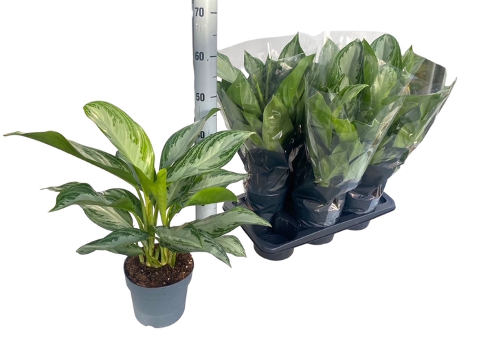 <h4>Aglaonema Silver Bay</h4>