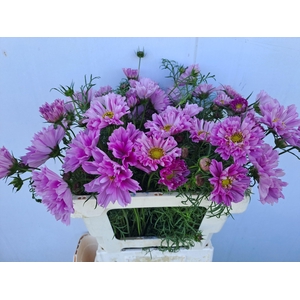 Cosmos Bipinnatus