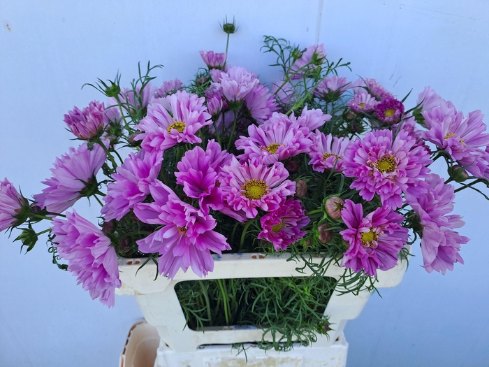 <h4>Cosmos Bipinnatus</h4>