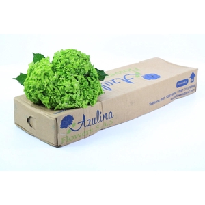 Hydrangea Premium Natural Dark Green