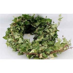 Hedera Rank Bont P Stem