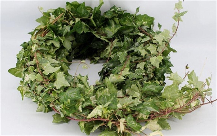 <h4>Hedera Rank Bont P Stem</h4>