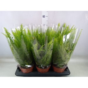 Nephrolepis exal. 'Green Lady'