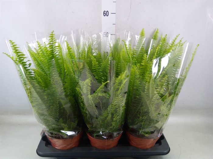 <h4>Nephrolepis exal. 'Green Lady'</h4>