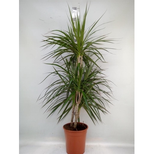 Dracaena marg.