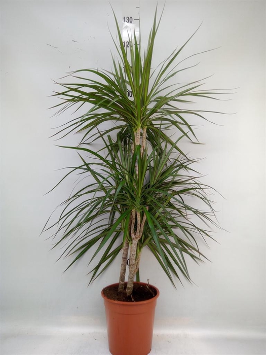 <h4>Dracaena marg.</h4>