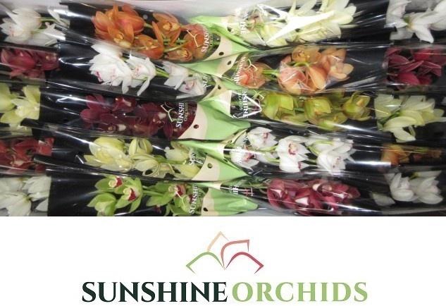 <h4>CYMB MI GEM</h4>