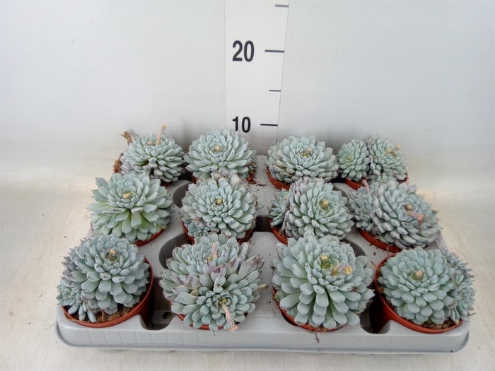 <h4>Echeveria cuspidata</h4>