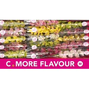 Mini cymbidium 'Mix' 50 cm