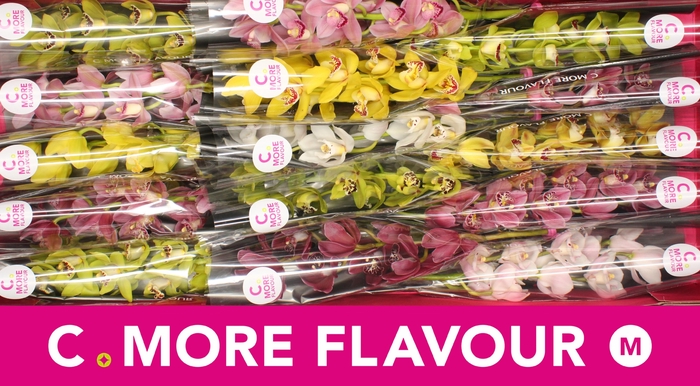 <h4>Mini cymbidium 'Mix' 50 cm</h4>