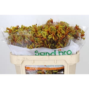 Anigozanthos Gold Fever
