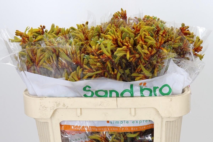<h4>Anigozanthos Gold Fever</h4>