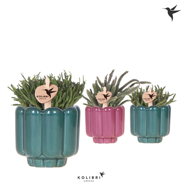 <h4>Kolibri Greens Rhipsalis mix in Retro pot green mix</h4>