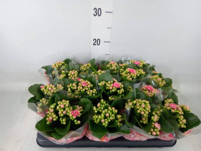 <h4>Kalanchoe blos. 'Calandiva Weaver'</h4>
