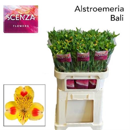 <h4>Alstr Bali</h4>