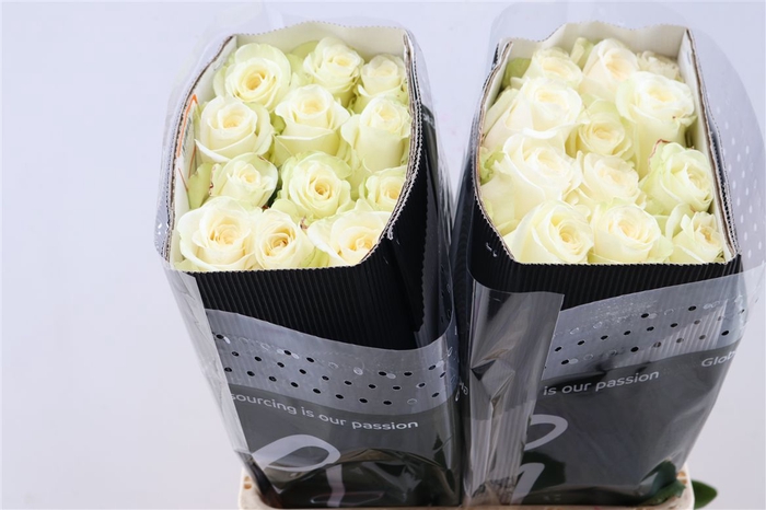 <h4>R Gr Alessia</h4>