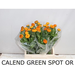 CALENDULA GREEN SPOT ORANGE CALEND