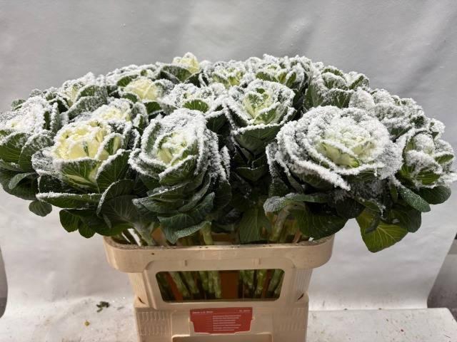 <h4>BRASS KLB H%</h4>