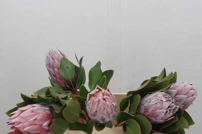 <h4>Protea Cynaroides</h4>