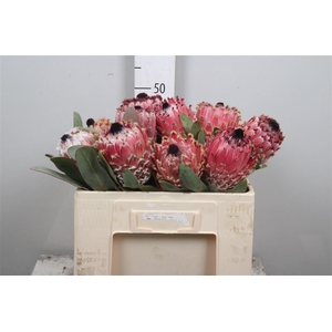 Protea Barbigera