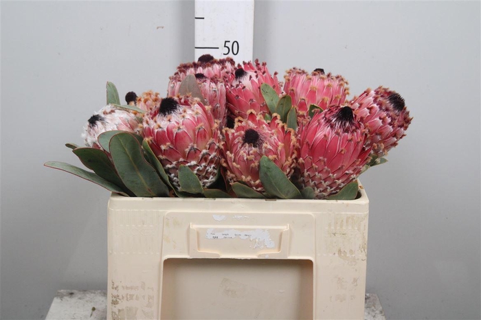 <h4>Protea Barbigera</h4>