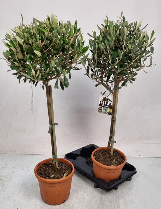 <h4>OLEA EUROPAEA</h4>