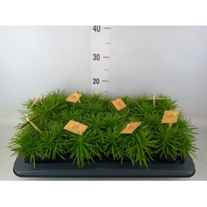 Senecio archeri 'Himalaya'